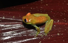 Phát hiện loài ếch phát sáng đầu tiên trên thế giới