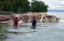 Giải mã “quái vật biển” dạt vào bãi biển Indonesia