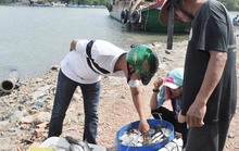 Sớm mai ghé thăm bến cá vùng nước lợ
