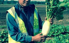 Người Việt làm giàu bằng nghề nông trên đất Úc