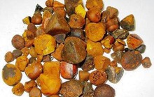 Sỏi mật trâu bò đắt như vàng ròng: 300 triệu/kg