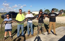 Bắn bể đầu trăn khủng ở Nam Florida