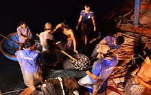 Bí kíp dụ cá có 1 không 2 của 1 ngư dân Quảng Ngãi