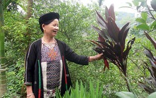 Kỳ bí bài thuốc sinh lý của 1 phụ nữ người Dao