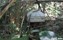 Kỳ bí khu “rừng ma” và tập tục kỳ dị ở Tây Nguyên