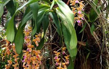 Ngắm lan rừng lung linh trong gió
