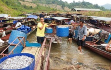 Mỏi tay bắt cá trên sông Đà
