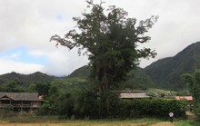 Đi tìm cây sa mu ngàn tuổi dưới dãy Hoàng Liên Sơn