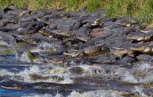 Choáng với đàn cá sấu hàng trăm con trong công viên