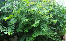 Rau ngót còn là vị thuốc