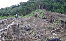 Đề nghị cách chức Trưởng ban Tuyên giáo huyện liên quan phá rừng