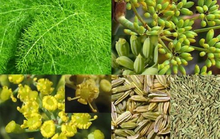 Bài thuốc hay cho người khó thụ thai