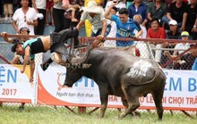 Trâu chọi Đồ Sơn húc chết chủ không có chất kích thích