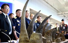 Chặn đứng tiền máu