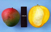 Xoài giúp chữa trị viêm ruột