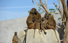 Vườn thú phong tỏa khẩn cấp vì 52 con khỉ đầu chó sổng chuồng