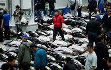 Vì sao chợ cá lớn nhất thế giới ở Nhật gây tranh cãi khi dời địa điểm?