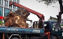 Đường đi của các loại cây xanh bị đốn hạ ở TP HCM
