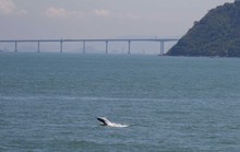 Cầu vượt biển dài nhất thế giới của Trung Quốc bức tử đàn cá heo hiếm