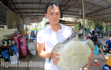 TP HCM: Phát hiện rùa biển quý hiếm, đem giao nộp cho cơ quan chức năng