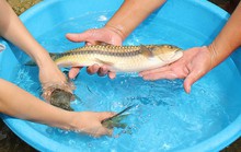 Nín thở cùng cần thủ câu loài cá quý như vàng ở thác La Ve, Lào Cai