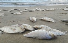 Truy tìm nguyên nhân cá chết đầy biển Đà Nẵng