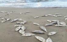 Biển Đà Nẵng không còn tình trạng cá chết tấp vào bờ