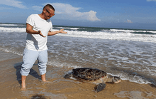 Đau xót chứng kiến rùa biển chết nghi do mắc bẫy khi vào bờ đẻ