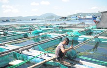 Tôm hùm, cá bớp ở Vân Phong chết hàng loạt vì tảo độc