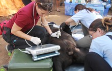Giải cứu gấu chó bị giam cầm 16 năm tại thác Prenn Đà Lạt