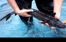 Trung Quốc ngừng xây cầu vì làm chết 6.000 con cá hiếm