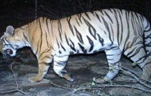 Ấn Độ: Tranh cãi vụ bắn chết hổ ăn thịt 12 người