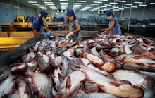 Trung Quốc đẩy mạnh nuôi cá tra từ nguồn cá giống của Việt Nam