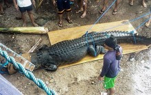 Bắt cá sấu nặng nửa tấn nghi ăn thịt người