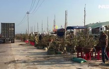 Những làng trồng mai chuyên nghiệp thu tiền tỉ ở An Nhơn, Bình Định
