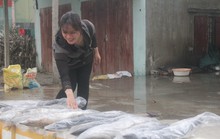 Ngư dân trúng đậm cá thu vào những ngày giáp Tết Mậu Tuất