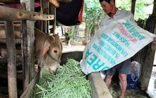 Rớt giá, nông sản bị nhổ bỏ, đổ sông