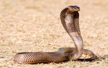 Ăn thịt bò bị hổ mang cắn chết, 60 người nhập viện