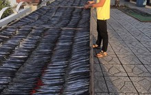 Giáp Tết, người nuôi cá kèo lao đao