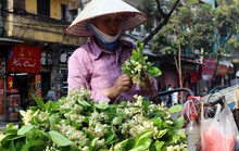 Truy tìm nguồn gốc hoa bưởi bán đầy phố Hà thành