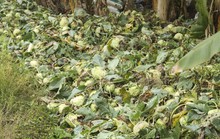 Nông dân ngậm ngùi phá bỏ su hào vì không bán được