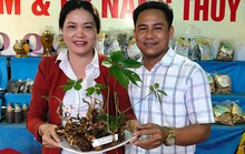 Củ sâm Ngọc Linh giá 540 triệu đồng đã có người mua