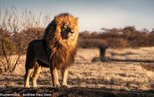 Khai quật được sư tử khổng lồ cao bằng người trưởng thành