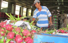 Trung Quốc siết nhập khẩu trái cây từ Việt Nam