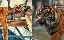 Giết hổ Sumatra vì tưởng là “kẻ biến hình”