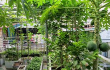 Vườn rau diệu kỳ của mẹ