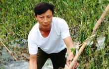Xót xa nhìn 8 sào khổ qua đến ngày thu hoạch bị nhổ rễ, chết héo