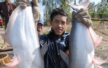 ASEAN thay thế vị trí EU trong nhập khẩu cá tra Việt Nam