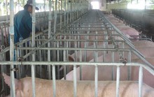 Sau giải cứu, giá heo lại sốt