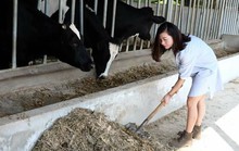 Lên Mộc Châu thử làm nông dân chăn nuôi bò sữa